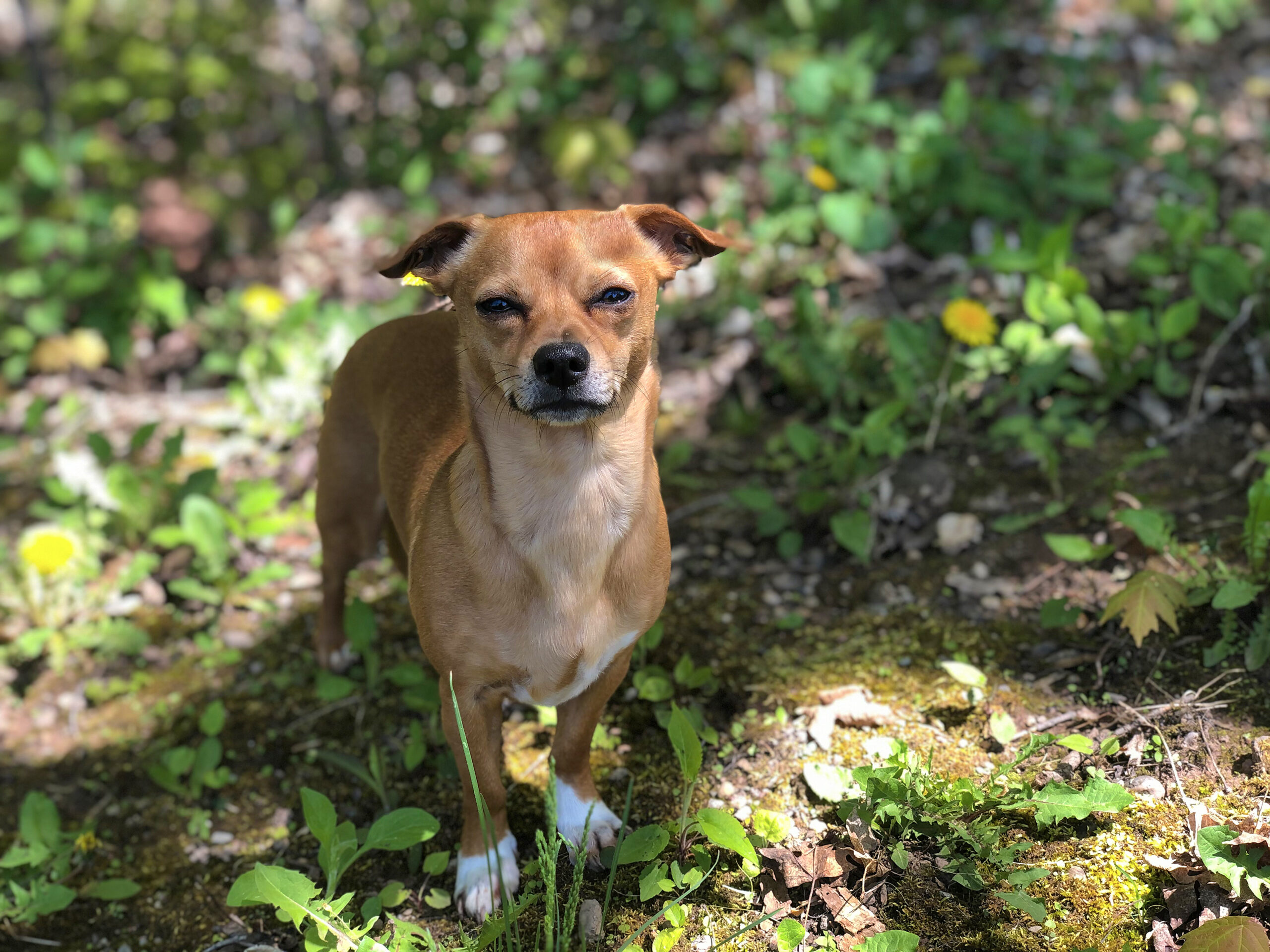 Do best sale chiweenies shed