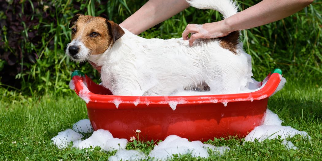 can-i-use-human-shampoo-on-my-dog