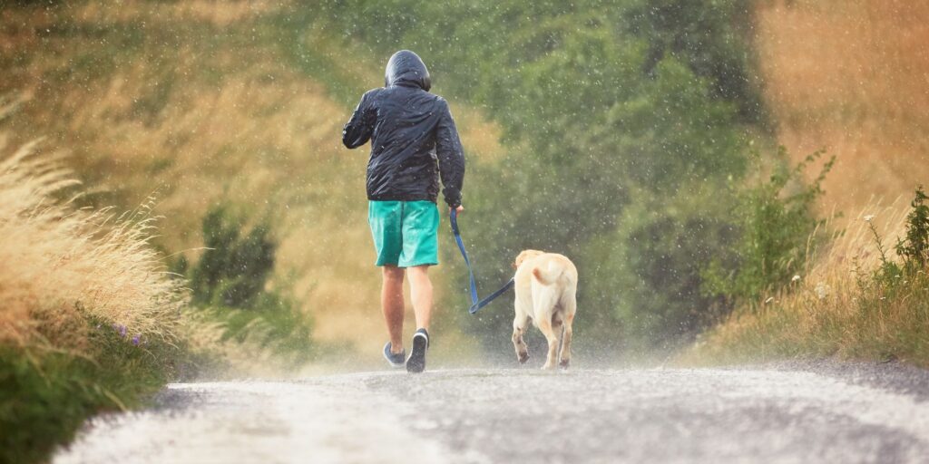 should-you-walk-your-dog-in-the-rain